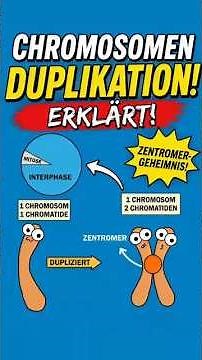 😱 Warum ist es trotz 2 Teilen immer noch nur 1 Chromosom?#DNA #genetik #Biologie #Wissenschaft