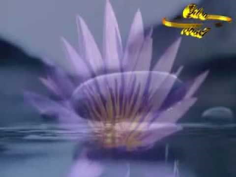 Wasp - Breathe