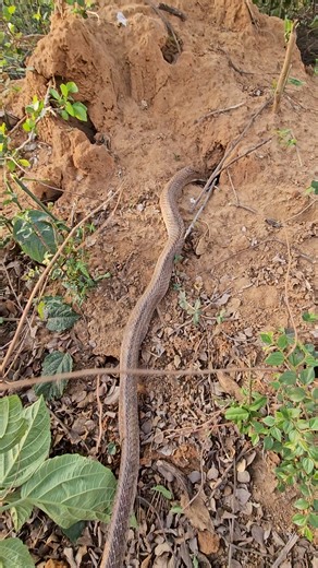 You can also see where the snake is and how it is entering | Sujay snake saver