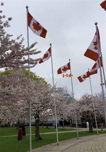 Exploring Toronto: 加拿大的活动与美景