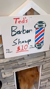 My dog shaved my head! | Aguyandagolden