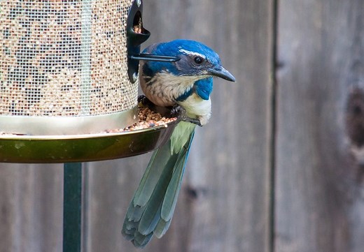Meet the Jays: 8 Types of Jays You Should Know