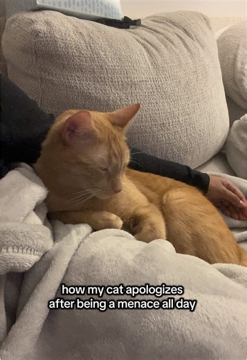 How My Cat Apologizes After Being a Menace