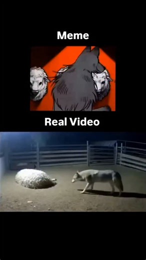 Huulzone™ on Instagram: "Wolves and dogs may share the same ancestors, but nature shaped them into very different beasts. The gray wolf remains a symbol of raw wilderness — averaging 35–45 kg and capable of delivering a bite force of around 400 PSI, built for hunting, endurance, and survival. Domestic dogs, on the other hand, evolved through human companionship, ranging from tiny 2 kg lap dogs to 90+ kg giants like the Mastiff, with some breeds such as the Kangal reaching an impressive 700+ PSI 