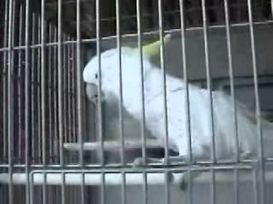 キバタンのおしゃべりの様子