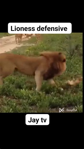 162K views · 4K reactions | A Lioness defend her cubs.#Highlights | Jay Rafael | Facebook