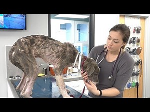 Skin and Bones... and Parasites