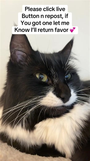 #PaidPartnership #LIVEMonetization #LIVEIncentiveProgram #repost #trending