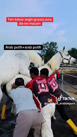 Discover Majestic White Arabian Horses