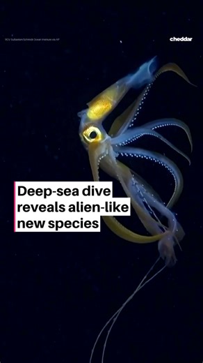 36K views · 247 reactions | A high-tech look at what lurks below the deep sea. For the first time, scientists livestreamed a high-tech dive into Argentina’s Mar del Plata Canyon, nearly twice as deep as the Grand Canyon. Using the ROV SuBastian, a deep-sea robot controlled from the ship, the team uncovered more than 40 new species with alien-like features. | Cheddar Gadgets | Facebook