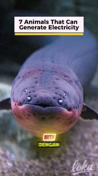 7 Animals Can Generate Electricity #animalfacts #eletriceel #eel #usashorts