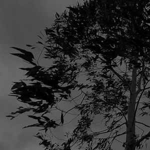 Starlings. | Charlie Cunningham