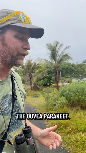 1.2K views · 48 reactions | The Ouvea Parakeet is a vulnerable...