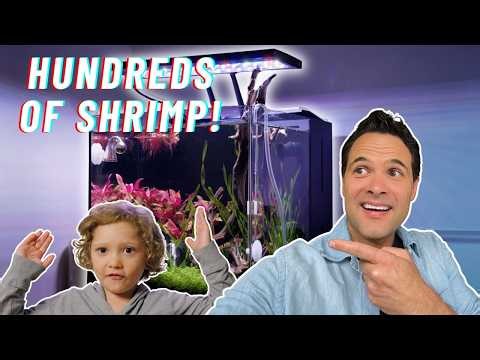 Building an EPIC Neocaridina Shrimp Tank | From 6 Shrimp to 100+ in 3 months (Aquascape Tutorial)