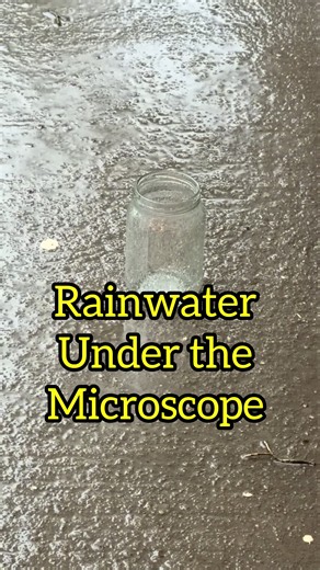 Rainwater under the microscope #science #microscope #microbiology #learn #mikecroscope