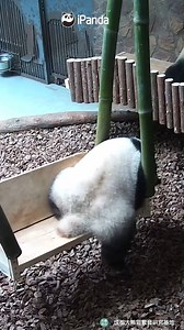 Panda gets down the swing with her head landing on the ground first. (He Hua) #HiPanda #PandaMoment #ChengduPandaBase For more panda information, please check out: https://en.ipanda.com | iPanda