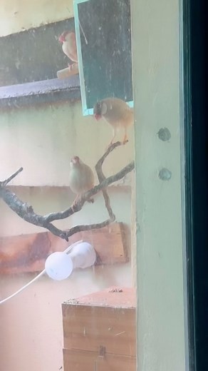 53 reactions | Fawn Java | Kirmani Breeding Farm | Facebook