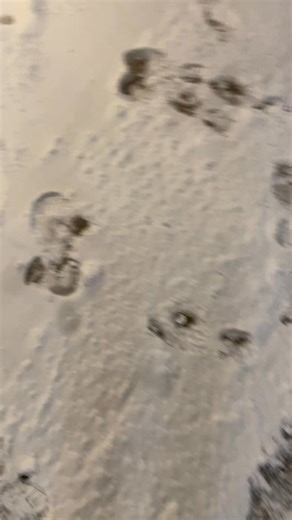 ATTENTION: Extra large footprints discovered this morning on Chicago Blvd in front of Tilton Shoes! | Tilton & Sons Shoes