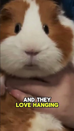 Ever Seen a Giant Guinea Pig Meet the Capybara!