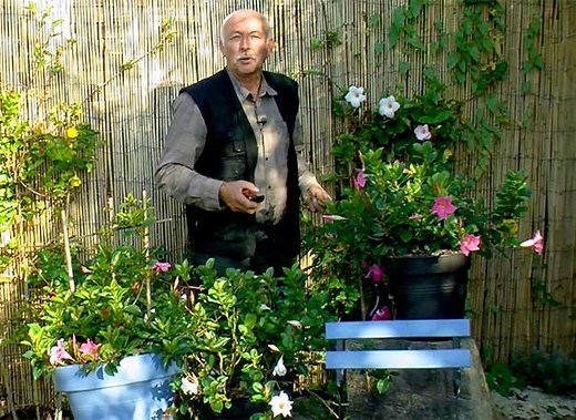 Dipladénia hiver : conseils pour l'hivernage et son entretien