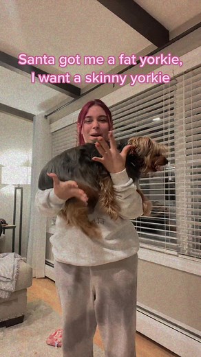 Chunky Yorkie: Understanding the Weight of a 25-Pound Dog