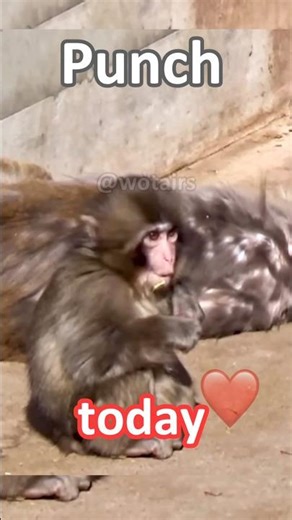 Punch the super baby monkey #shorts