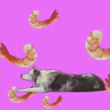 How many shrimps do you have to eat before make your skin turn pink?