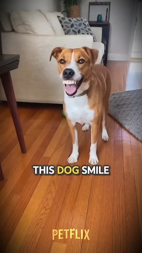 5 comments | This Dog Has HUMAN TEETH  You Won’t Believe This Look!...