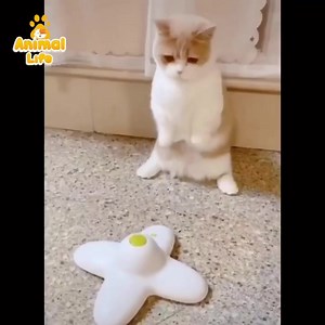 126K views · 9.1K reactions | Cat and butterfly 曆 | Animal Life | Facebook