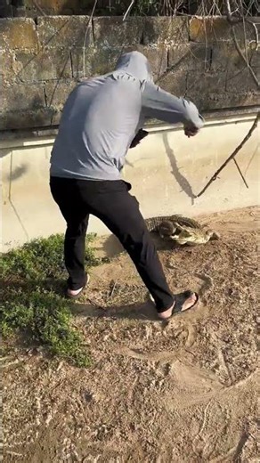 How crocodiles are raised on farms #shorts #crocodiles