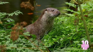 Eurasian Otter in the Green Forest