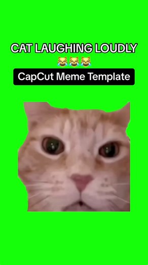 Cat Laughing Loudly Green Screen - #CapCut Meme Template of a Cat Laughing Loudly #catmemes #greenscreen #meme #trend #viral #fyp
