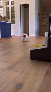 8.6K views · 941 reactions | HAPPY DOG☺️ • • #dog #cute #playing #maltesepuppiesofinstagram #maltese #maltesepuppy #malteseofinstagram #dogs #dogsofinstagram #doglover #animals #animallover #funny #video #reels #puppy #doglovers #doglife #sweet #adorable #cutedogs | Cocothemaltesedog | Facebook