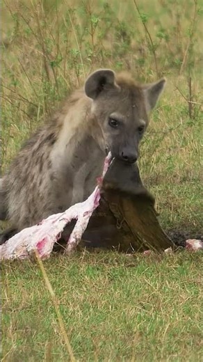 Hyena eating
