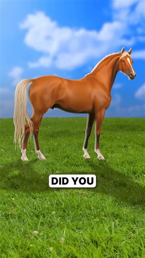 @horseimage "Horses really evolved a 'locking mechanism' in their legs just so they can nap and run at the same time. Nature's engineering is top tier. 🐎💤"