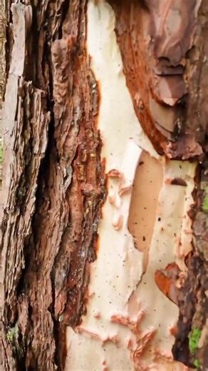 Gopro hero 9 up close and personal with a pine tree#goprohero9 #cutterman #cutterman830 #33333trees #chainsawman #fy | Cutterman8300