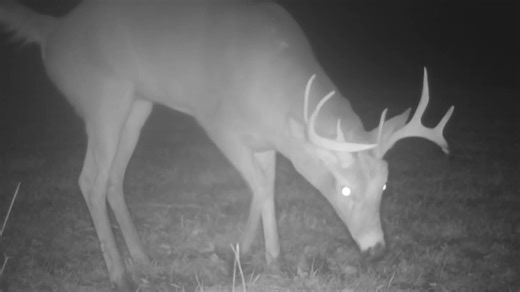 Inside Archery rut tracker moved again this week, it’s moving closer to the magic 90% number. This week’s movement is primarily buck driven, our buck sightings are up dramatically over prior weeks. The bucks are up and about and showing up at unexpected times in unexpected places. That’s the good news, the bad news is the majority of the bucks sightings have been with younger age bucks, when the old boys start showing up, the rut will be in full swing and we’ll be heading for our deer stand | In