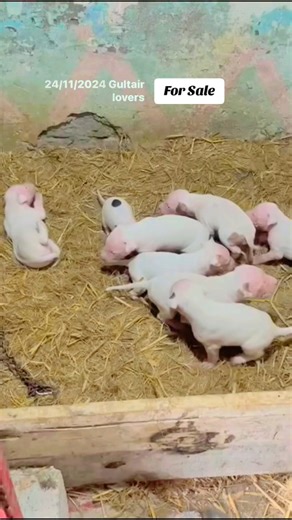 #purekohatigultair #hunting #Gultair #aseellovers #100kviews #gultair_dogs #Showclass #pleaseunderreviewmyvideo #unfrezzmyaccount