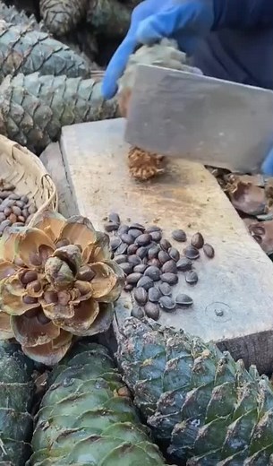 Cutting Pine Cones: A Detailed How-To Guide