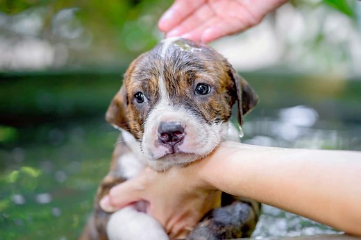 How Much Does a Pitbull Cost? (2025 Price Guide)