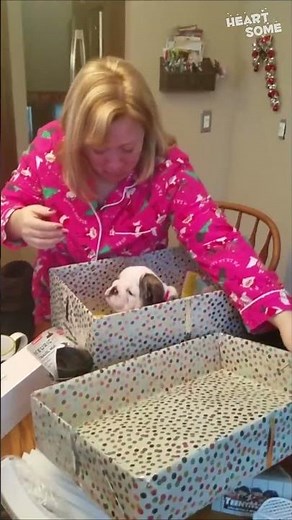 Woman Receives Puppy Surprise After Bulldog Loss