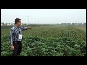 Agricultura na China | Meio Ambiente - Cultura Mix