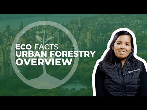 Urban Forestry Explained | One Tree Planted