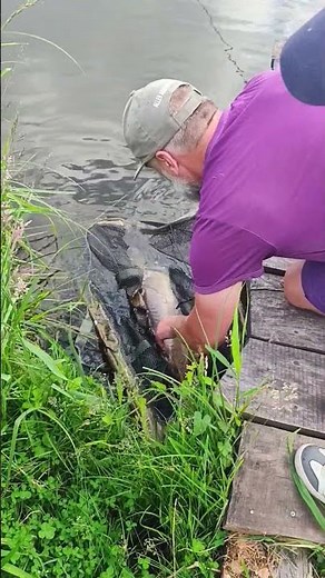 🔥 Piękny Karp Lustrzeń Wraca do Wody! | Skuteczny Method Feeder 2026 #wędkarstwo #fishing #ryby
