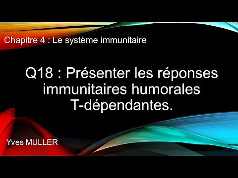 Chap 4 : Le système immunitaire - Q18 : Présenter les réponses immunitaires humorales T-dépendantes.