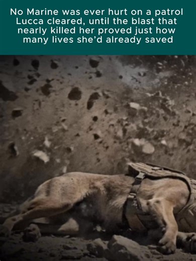 "They said no dog could protect Marines from every hidden threat on a battlefield. Lucca didn’t just try, she spent six years walking into danger so others didn’t have to. She was born in the Netherlands, a German Shepherd–Belgian Malinois mix bred for work that demanded precision and steadiness. From her earliest training, instructors noticed the same thing Marines would later rely on: Lucca had an unwavering focus. Her job would be to detect explosives, the kind buried under roads and inside d