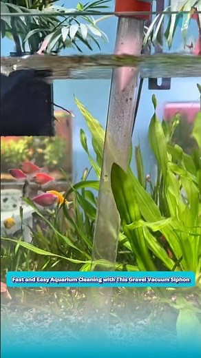 Fast and Easy Aquarium Cleaning with This Gravel Vacuum Siphon