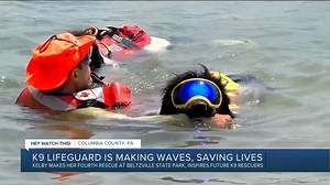 9.1K views · 194 reactions | Two great animal stories from this weekend: - English town has crossing guards for ducks - This Newfoundland dog is a lifeguard! #ducks #dogs #newfoundlanddog #CBS6 #england | WTVR CBS 6 News | Facebook