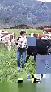ÇA FAIT DU BIEN ! Coralie Husson au milieu des vaches du côté de Liffol le Grand (Vosges-France). Ne manquez pas la fin de la vidéo ! Merci à Eliane Pierre et bravo à Coralie pour ce bon moment ! | La Place du Village