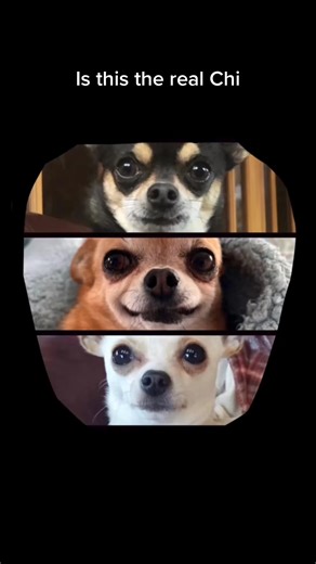 11K views · 493 reactions | ‘Bohemian Chis’ #pupper #baby #chihuahuapuppy #pups #parody #funnyvideo #classic #lola #bohemianrhapsody #queen #chi #pup #chihuahualove #hund #comedy #destinyschis #chihuahualife #ho~ #chico #laugh #chihuahua #singingdog #chihuahuafanclub | miroslasoria | Facebook